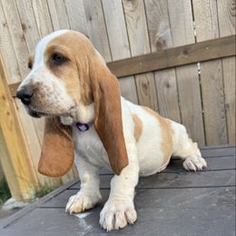 Puppy 6 - Lemon and white female Basset Hound puppy in Inman, Nebraska from Sandhill Hounds of Nebraska