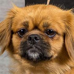 Bobbie - Tibetan Spaniel