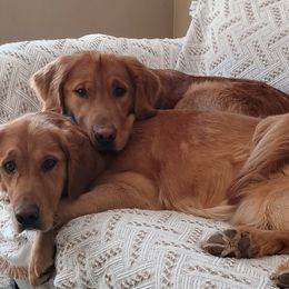 Golden Retrievers from Rhode Island Goldens