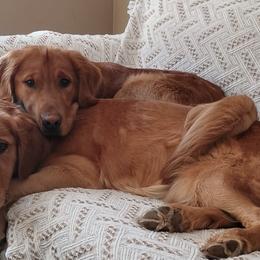 Golden Retrievers from Rhode Island Goldens
