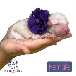 Purple collar girl - Apricot female Poodle puppy in Crete, Illinois from Plum Valley Pups