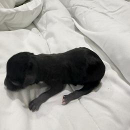 Midnight - Black male Havanese puppy in Cadwell, Georgia from Hashtag Havenese