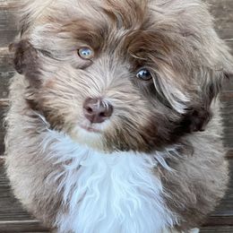 Companion Crosses and Havanese from With Love Breeding Co.