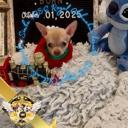 Simba - Sable spotted white male Chihuahua puppy in Athens, Georgia from C&E Royal Chihuahua