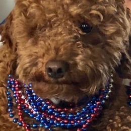 Goldendoodles from Doodle Do & Company