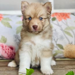 Eskimo - Chocolate female Pomsky puppy in Greenville, South Carolina from Thicketty Mountain Pomskies