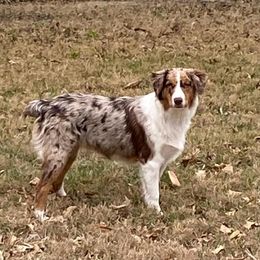 Aussiedoodle and Australian Shepherd All Grown Up from Lazy S Aussies