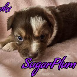 SugarPlum - Red merle female Australian Shepherd puppy in Albion, Michigan from Northern Lights Aussies (NL Aussies)