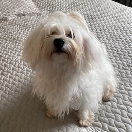 Cooper - Havanese