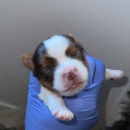 Teddy - Parti male Yorkshire Terrier puppy in Clarksville, Arkansas from K's Luxurious Yorkies