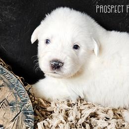 RAGNAR - White male Great Pyrenees puppy in Trinidad, Colorado from Prospect Pyrenees