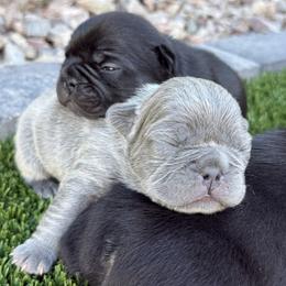 French Bulldog puppies from Gilbert Puppies