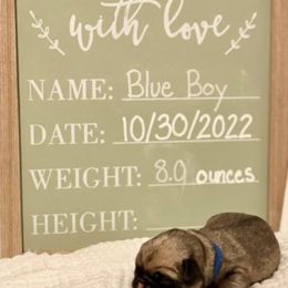 Boy 1 - Fawn Pug puppy in Live Oak, Florida from Heartstring Pugs
