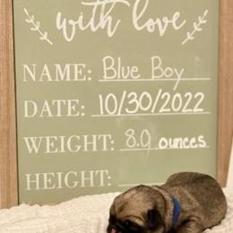Boy 1 - Fawn Pug puppy in Live Oak, Florida from Heartstring Pugs