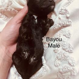 Bayou - Black male Poodle puppy in Woodleaf, North Carolina from Circle T Ranch K9s