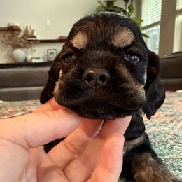 Black and tan - heavy tan - Black and tan male Cocker Spaniel puppy in Texas from Sisu Cockers