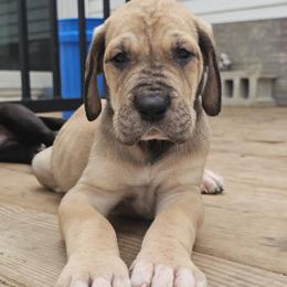 Great Dane Puppies from Phantasm Farms