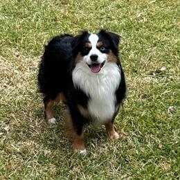 Roo - Toy Australian Shepherd