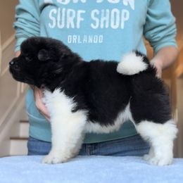 Boy 2 - Akita puppy from Main Street Akitas