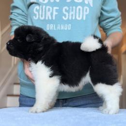 Boy 2 - Akita puppy from Main Street Akitas