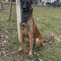 Cersei - Belgian Malinois