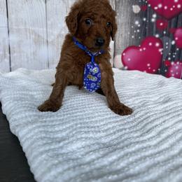 Dasher - Red  male Poodle puppy in Cape Coral, Florida from Ruby the poodle