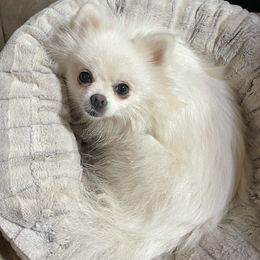 Zora - Pomeranian