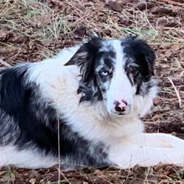 Licorice - Border Collie
