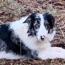 Licorice - Border Collie
