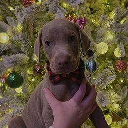 Sir Henry - Fawn (isabella) and rust male Doberman Pinscher puppy in Chagrin Falls, Ohio from Schloss Velburg Dobermanns