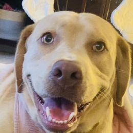 MAGGIE - Labrador Retriever