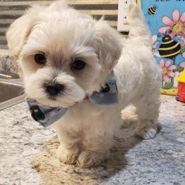 Skippy - Cream male Maltipoo puppy in Cabool, Missouri from Long View Family Maltipoos