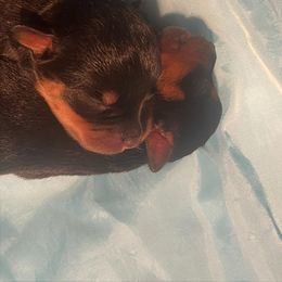 Rottweiler Puppies from Hale Haus Rottweilers