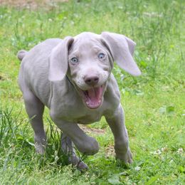Weimaraner Puppies from Always Faithful Weimaraners