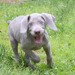 Weimaraner Puppies from Always Faithful Weimaraners