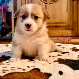 Female 2 - Red female Pembroke Welsh Corgi puppy in Johnson City, Texas from McCall Creek Corgis