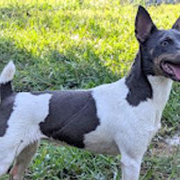 Rowan - Rat Terrier