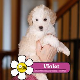 Violet - Fawn and white female Sheepadoodle puppy in Cleveland, Tennessee from Narrow Path Old English & Sheepadoodles