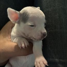 Glinda - Merle female Chihuahua puppy in Orwell, Ohio from Cosmic Country Chihuahuas
