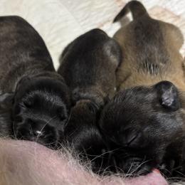 Blue collar boy - Wheaten male Glen of Imaal Terrier puppy in Homestead, Pennsylvania from Galore Glens