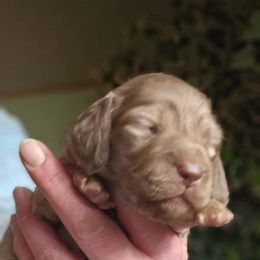 Girl 3 - Cream Dachshund puppy in Ethel, Washington from Mickey's Miracle Doxies