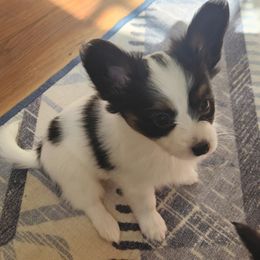 Lilou - White black and tan female Papillon puppy in Vass, North Carolina from Leslie's Papillons