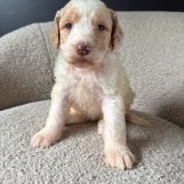 Benson - Fawn and white male Sheepadoodle puppy in Lowville, New York from Adirondack Goldendoodles
