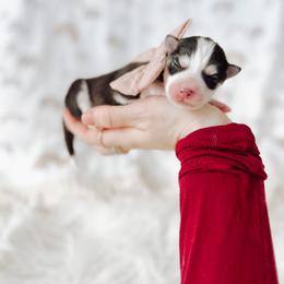 Pomsky Puppies from Lake Point Pomskies