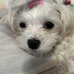 Maltese Puppies from Tiny Dancer Li'l Ones