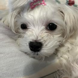 Maltese Puppies from Tiny Dancer Li'l Ones