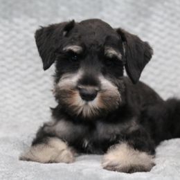 Durango - Black and silver male Miniature Schnauzer puppy in Tremonton, Utah from Rocky Mountain Schnauzer
