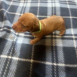 Rockey - Red male Dachshund puppy in Wappapello, Missouri from Kandb Dachshunds