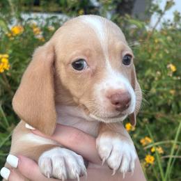 Maui (Boy 1) - Cream male Dachshund puppy in Corona, California from M & M Doxies