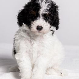 Emily - Tri-color female Bernedoodle puppy in Slc, Utah from Timp Doodles